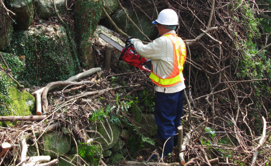 悩みのタネの邪魔な木々をスッキリ伐採。くさかり事業部の伐採サービス。