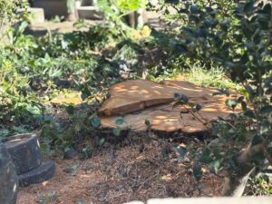 庭で立派になりすぎた樹木を伐採