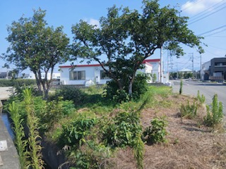 大きくなり過ぎた柿の木