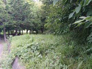 別荘建築予定の草刈と樹木伐採